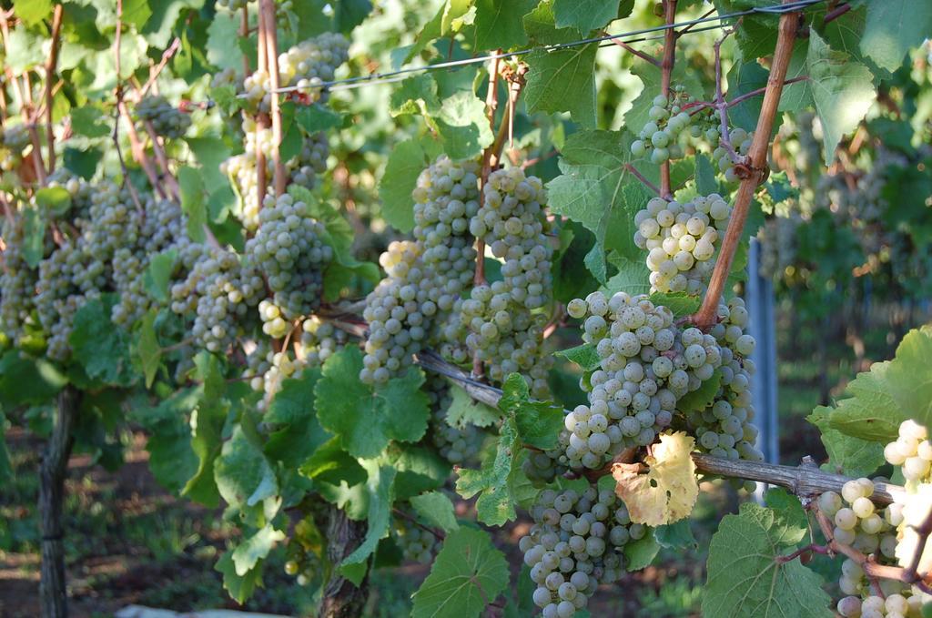Heinrichs Winery Bed & Breakfast Langenlonsheim Buitenkant foto